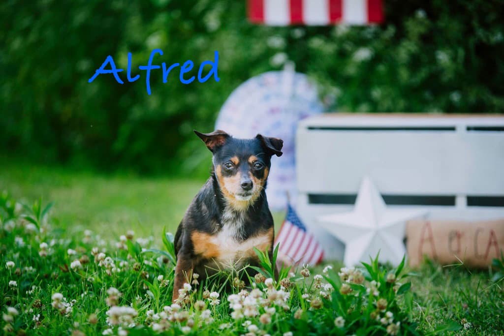 Alfred - Chihuahua