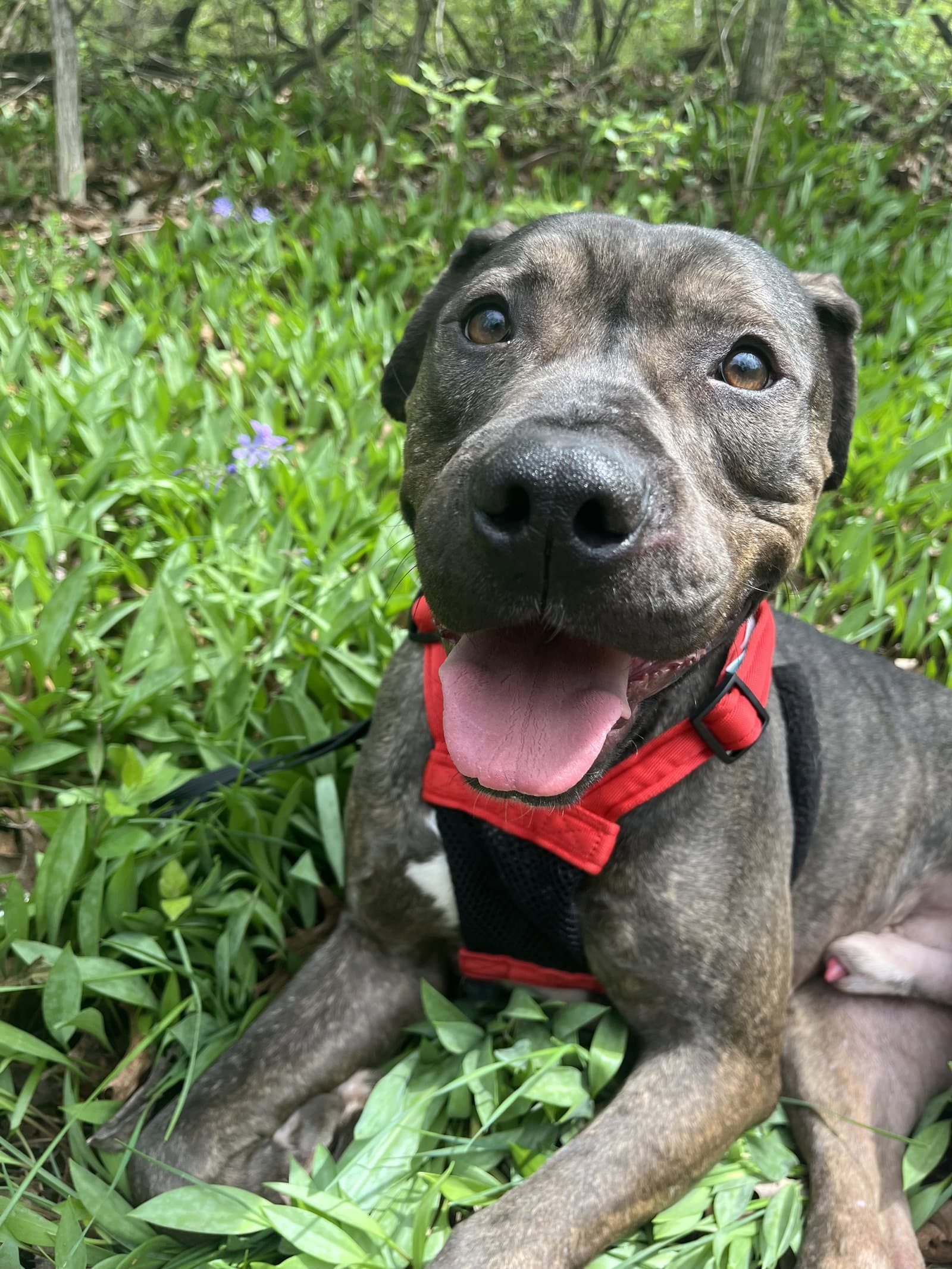 Big Red - Pit Bull Terrier