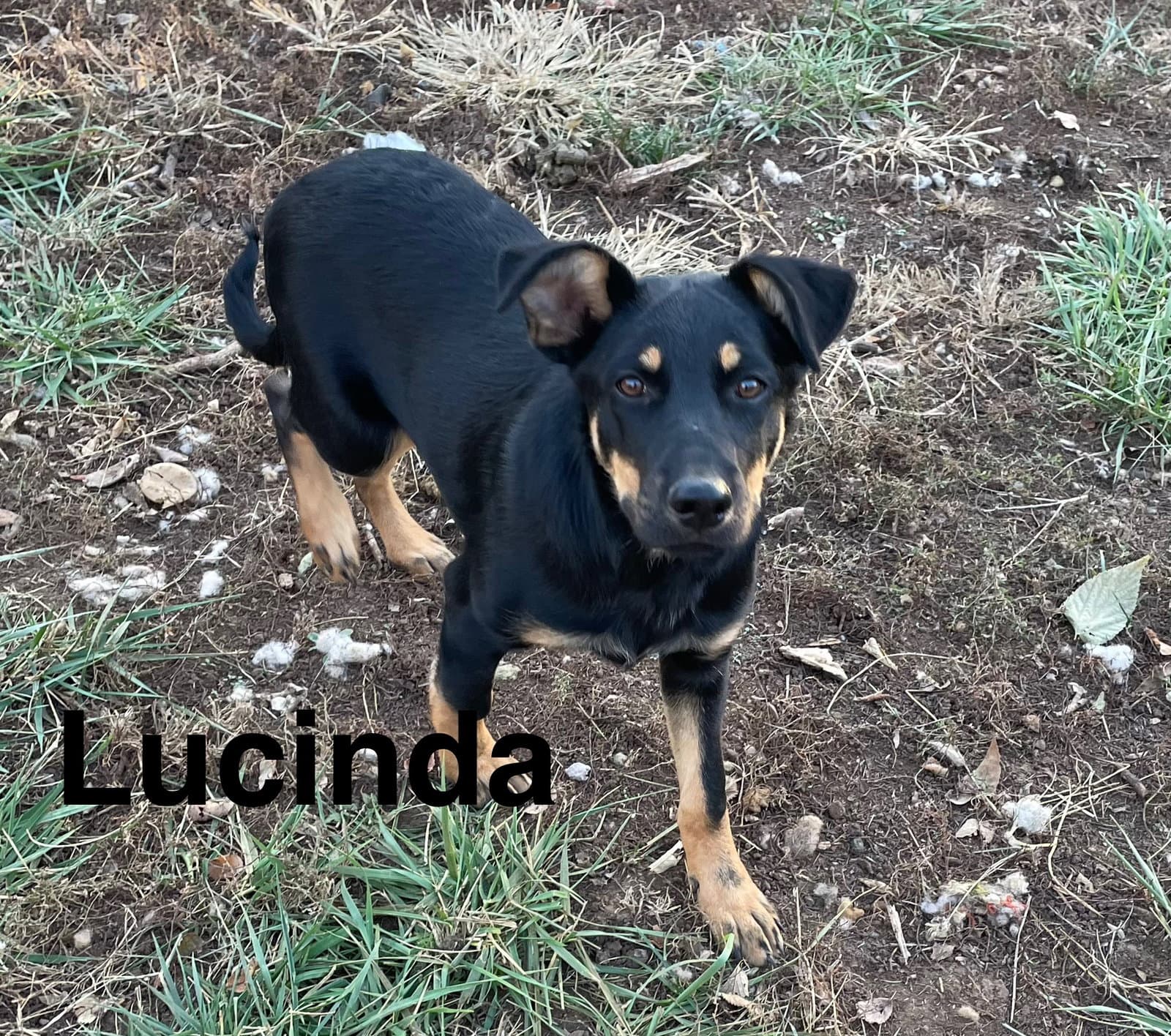 Lucinda - German Shepherd Dog
