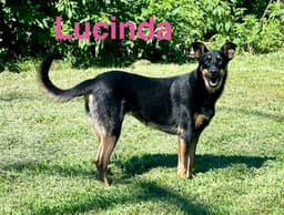 Lucinda image 2