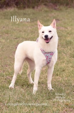 Illyana image 1