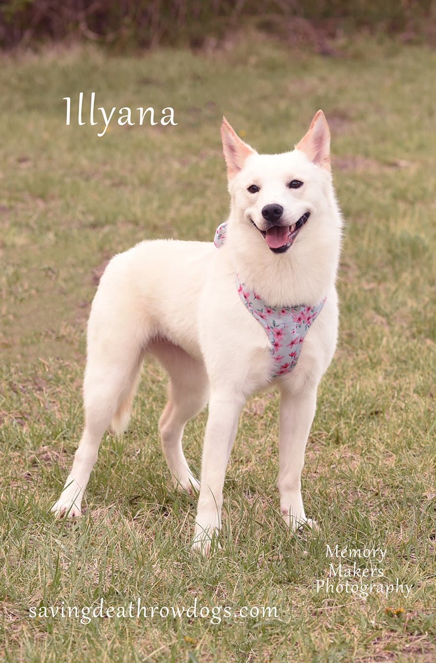 Illyana - Husky