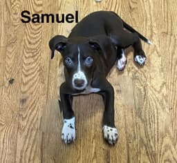 Samuel image 1