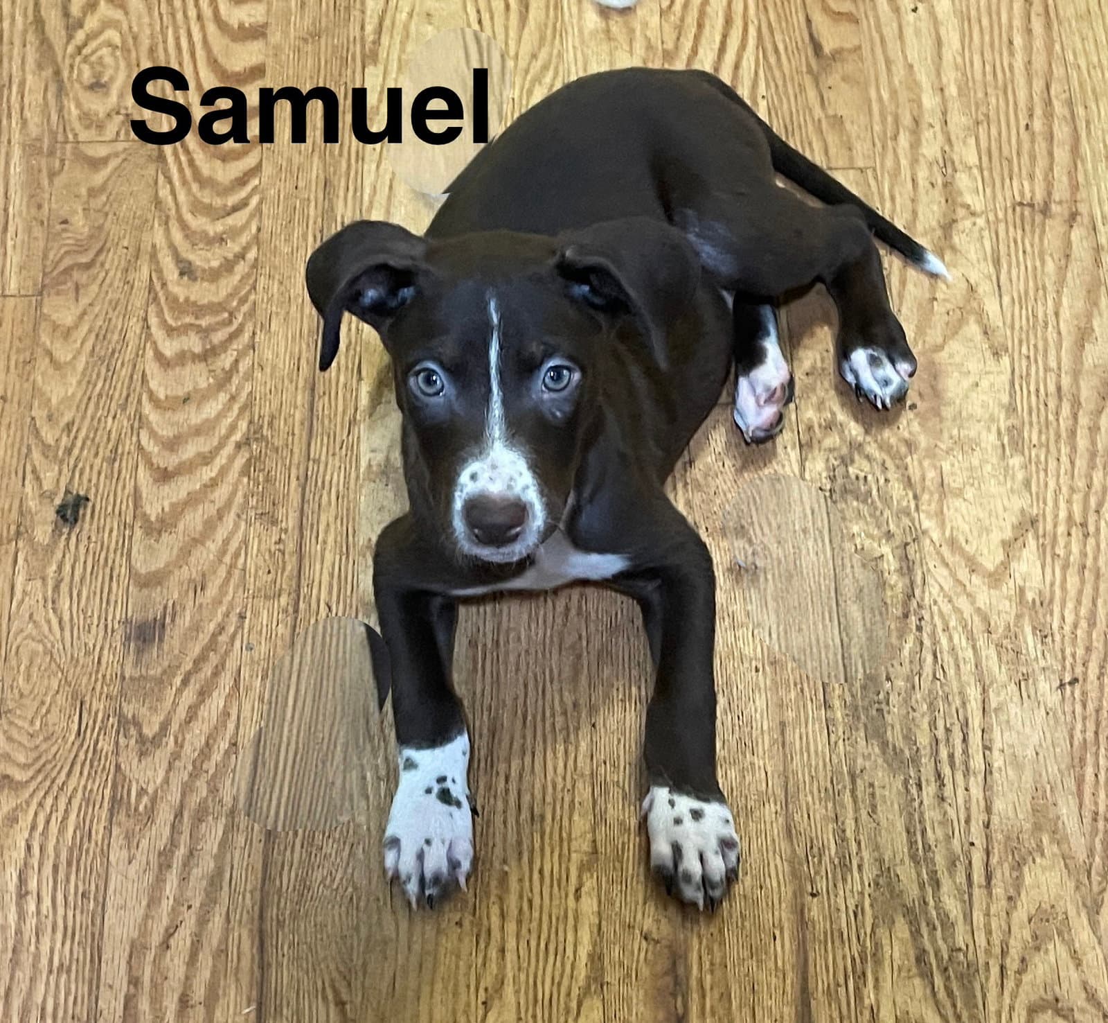 Samuel - Unknown