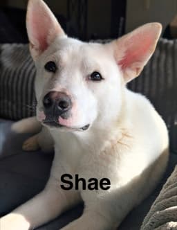 Shae image 1