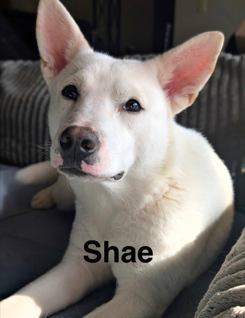Shae - Husky