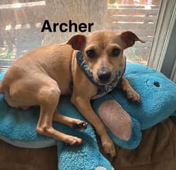 Archer image 1