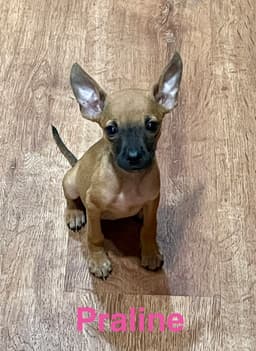 Praline image 1