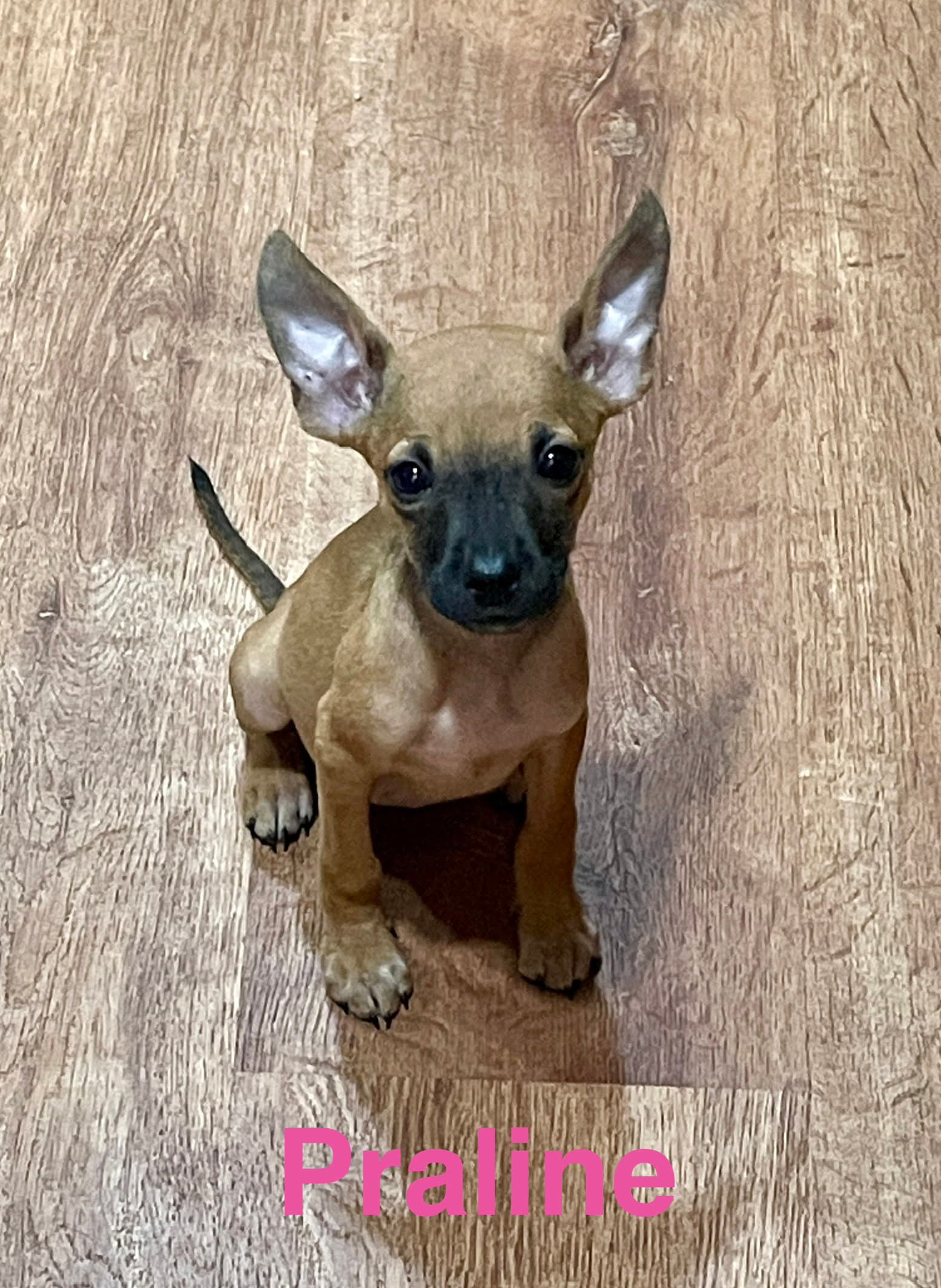 Praline - Chihuahua
