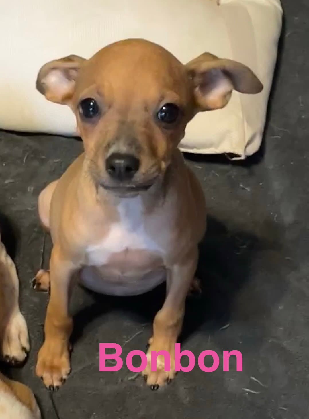 Bonbon - Chihuahua