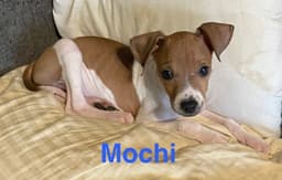 Mochi image 1