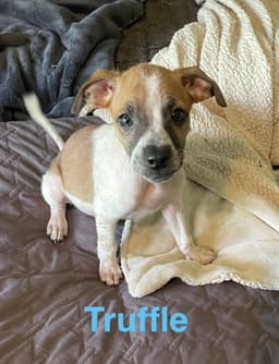 Truffle image 1