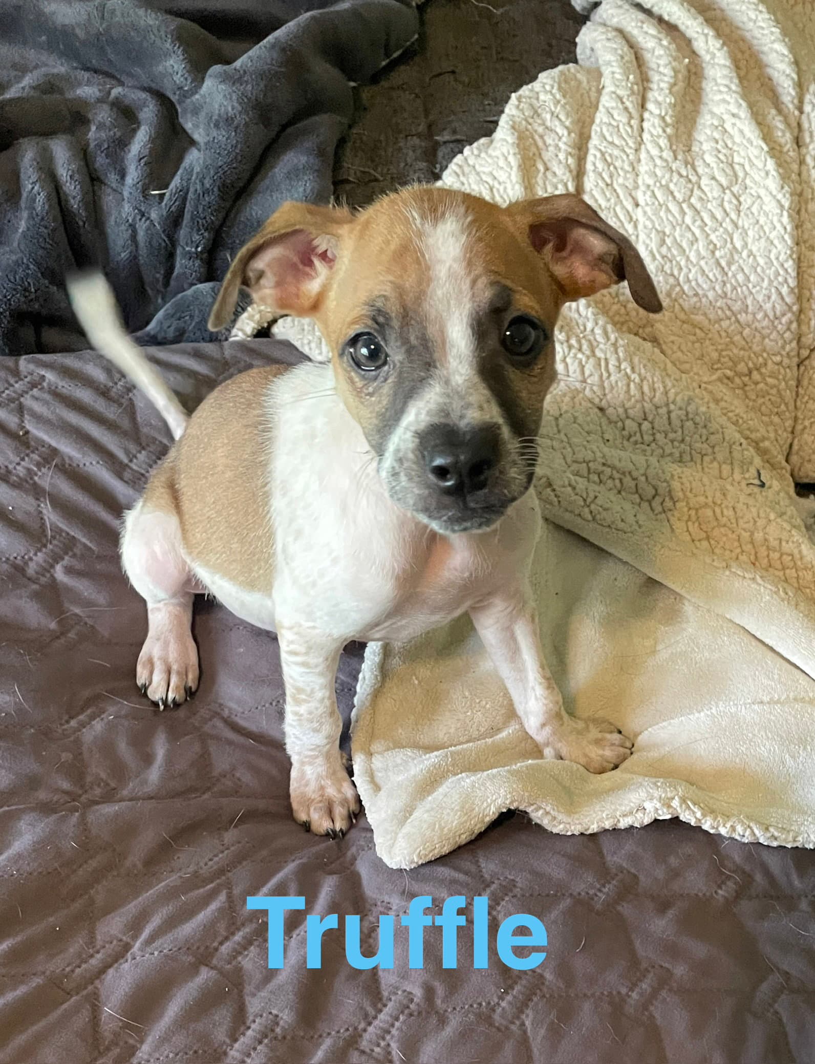 Truffle