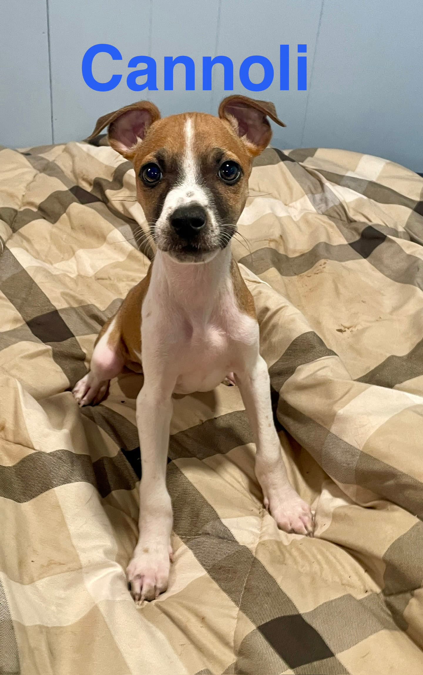 Cannoli - Chihuahua