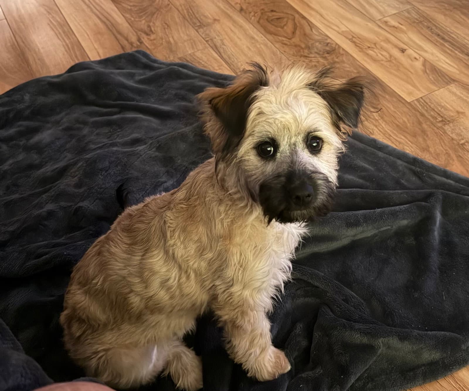 Nova - Terrier
