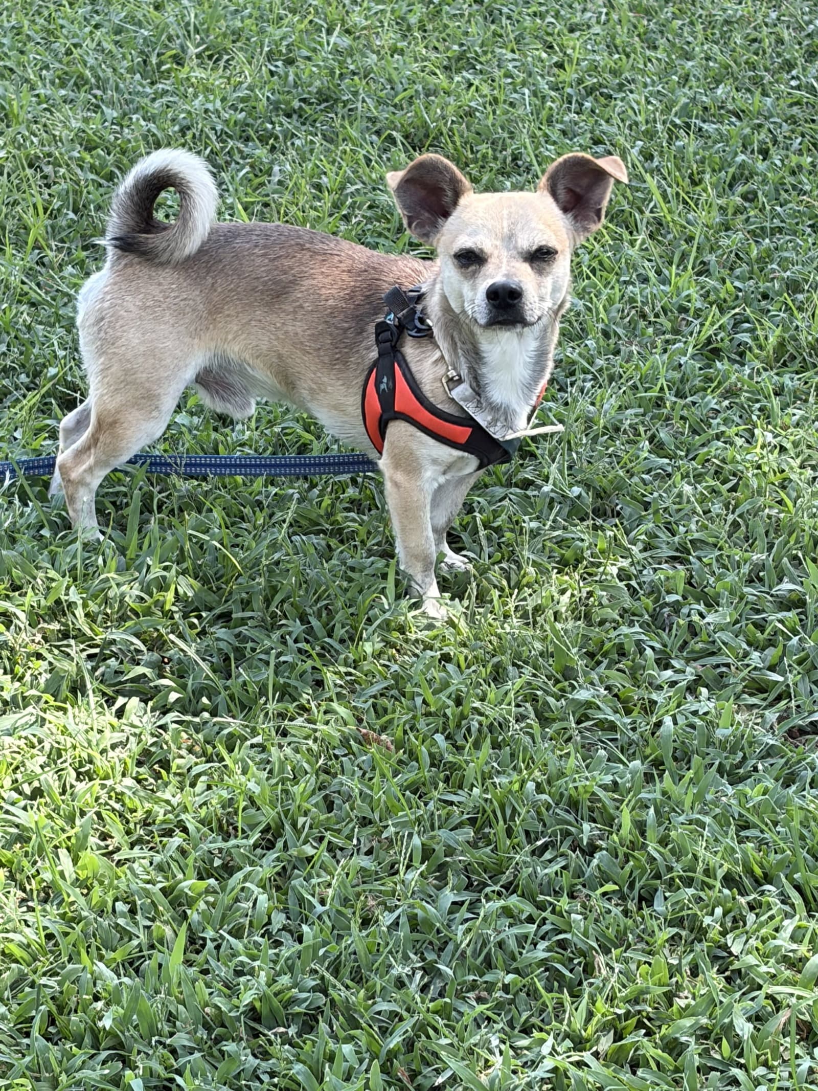 Morris - Chihuahua