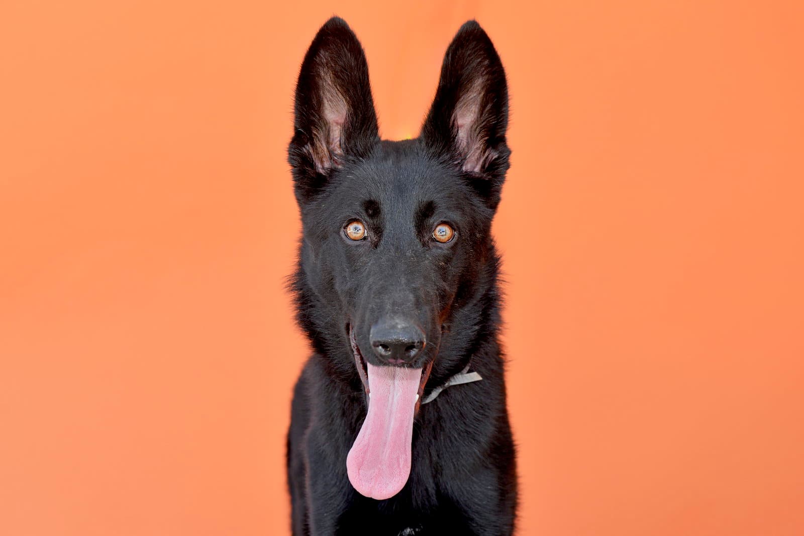 Azula - German Shepherd Dog