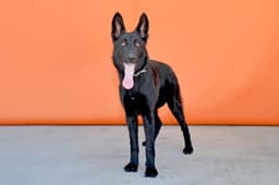 Azula image 2