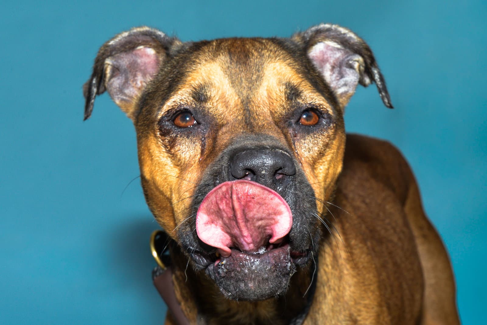 Jinx - Boxer