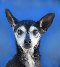 Chico image 1