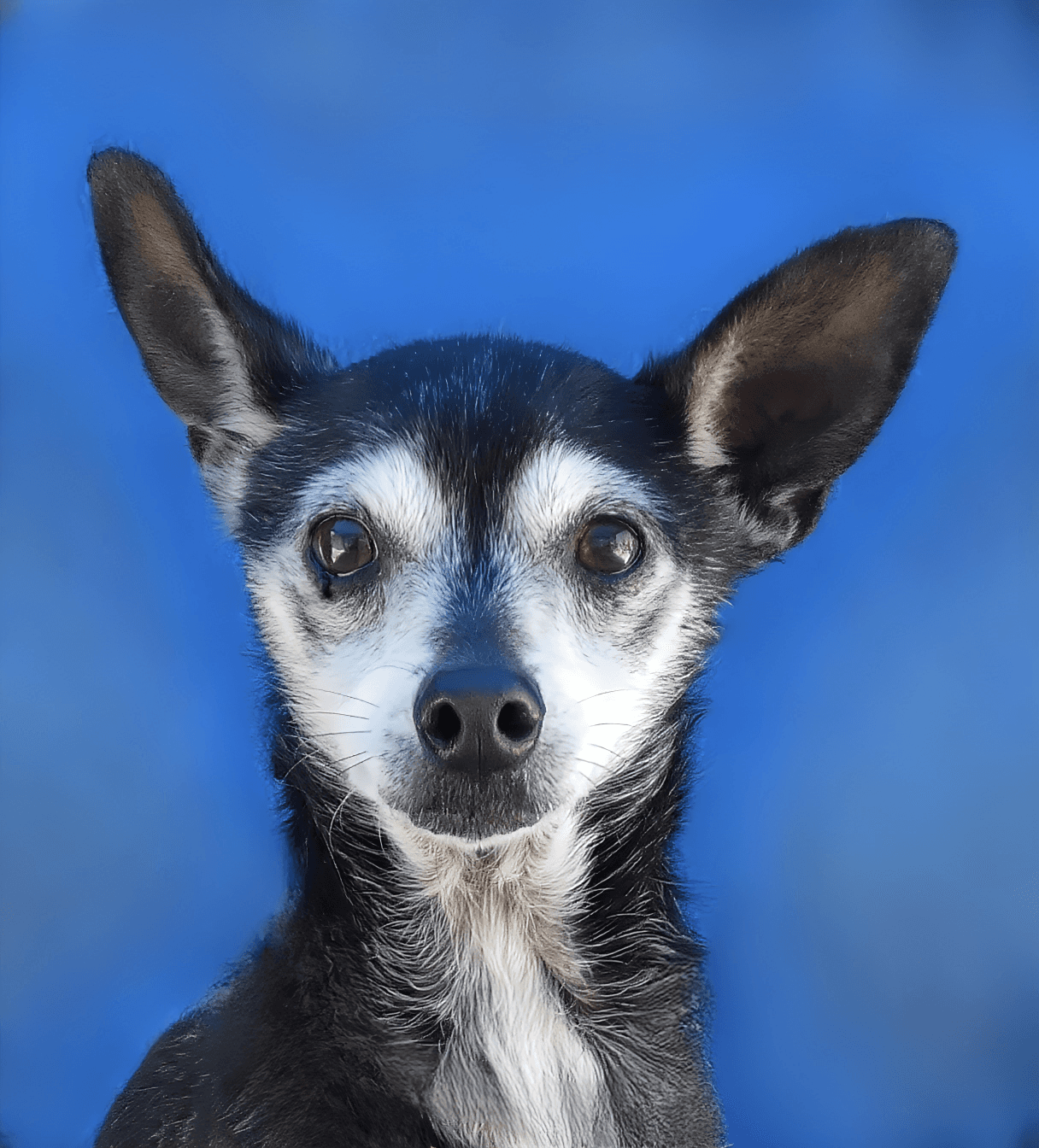 Chico - Chihuahua