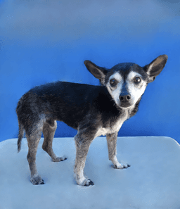 Chico image 2