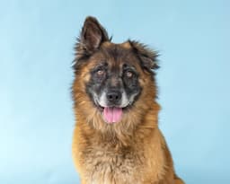 Rosco image 1