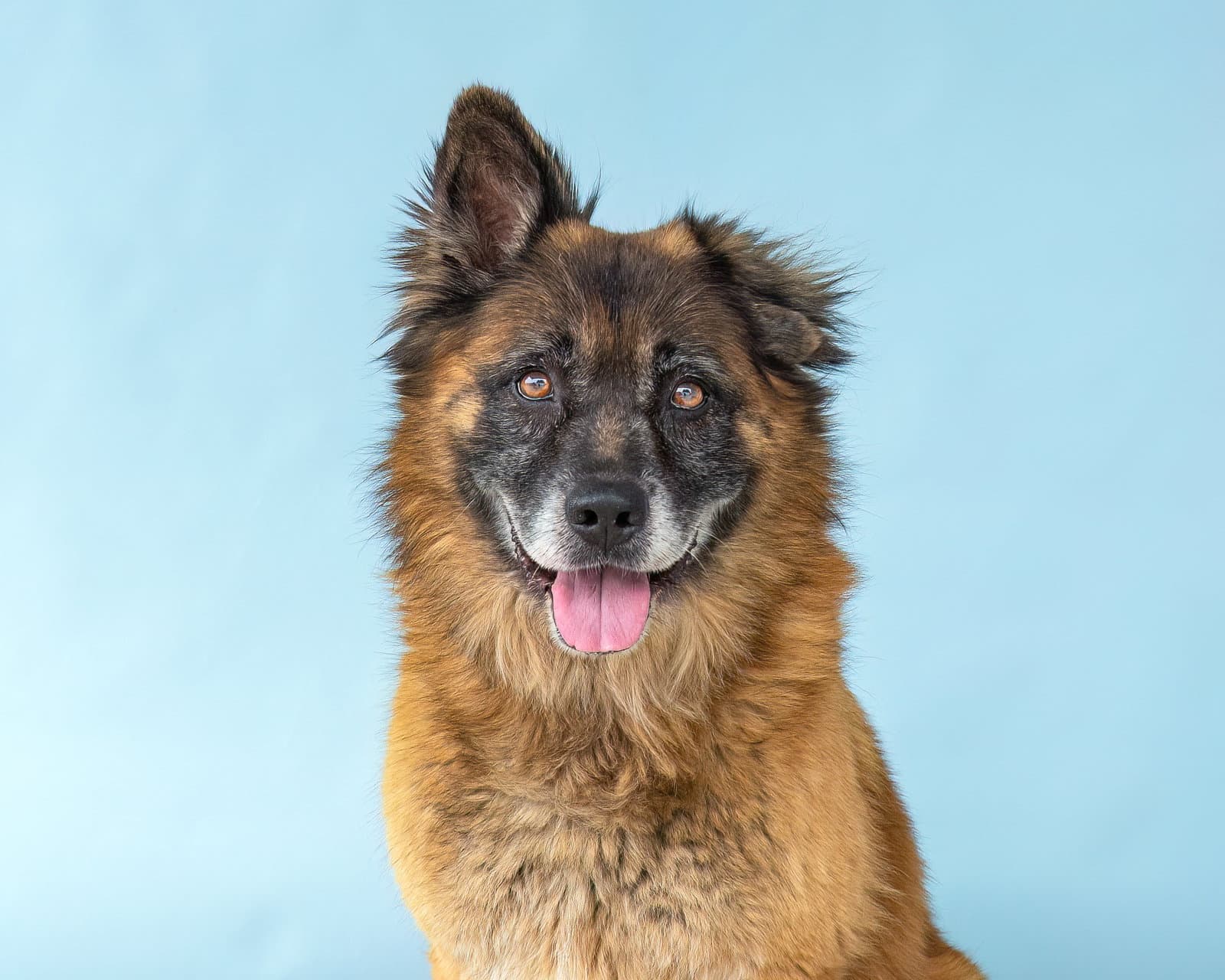 Rosco - Shepherd