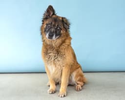 Rosco image 2