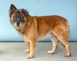 Rosco image 3