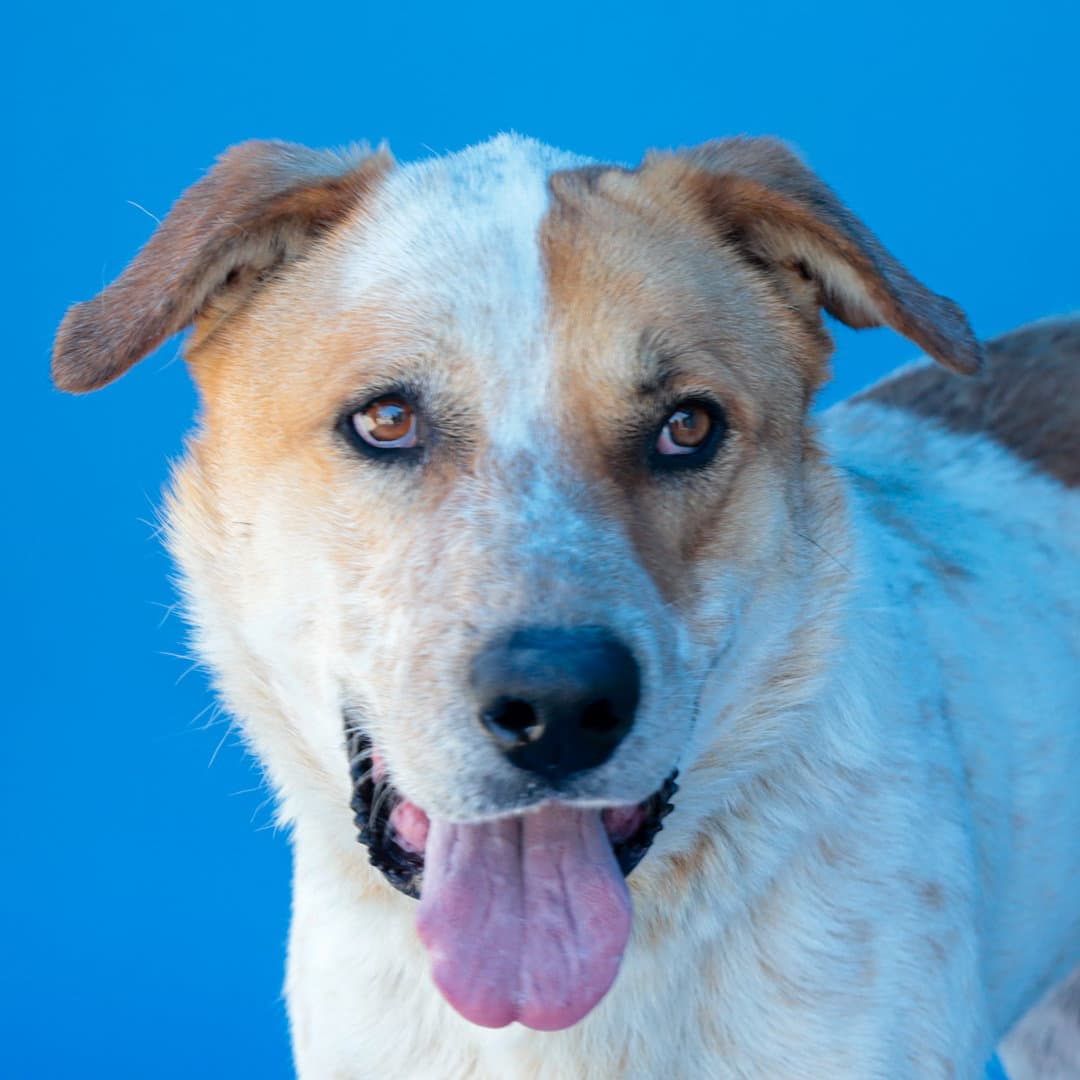 Percival - Australian Cattle Dog/Blue Heeler
