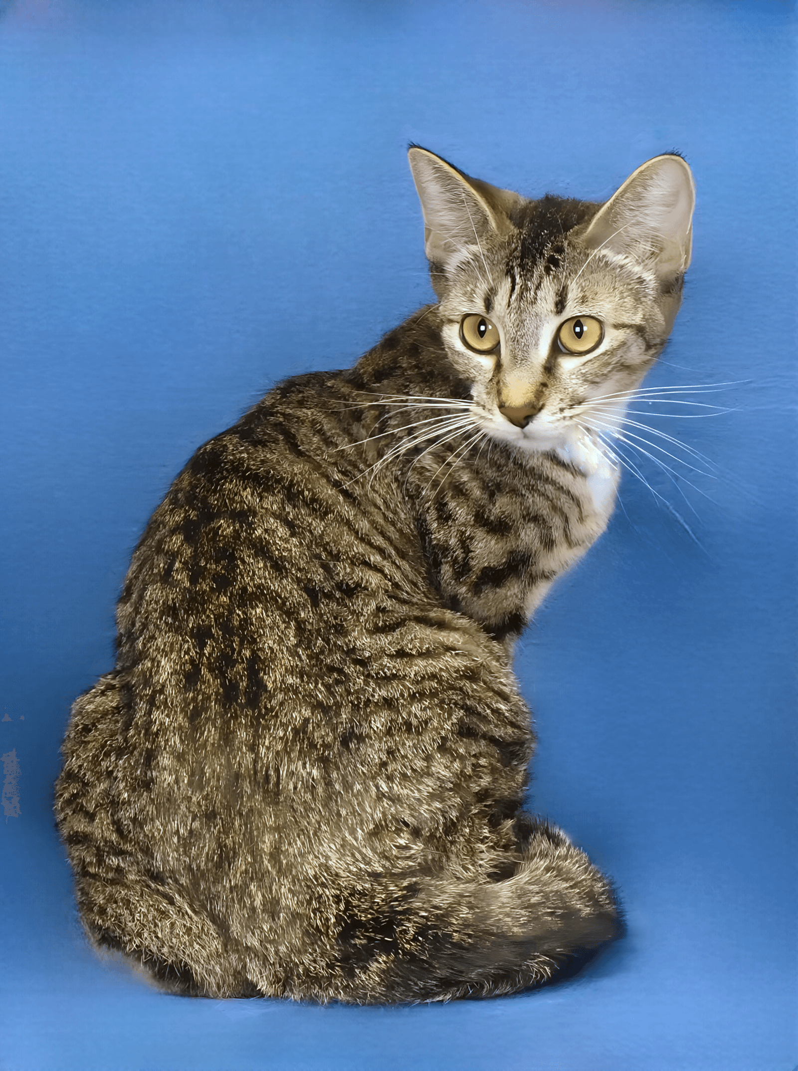 Aurelia - Domestic Short Hair