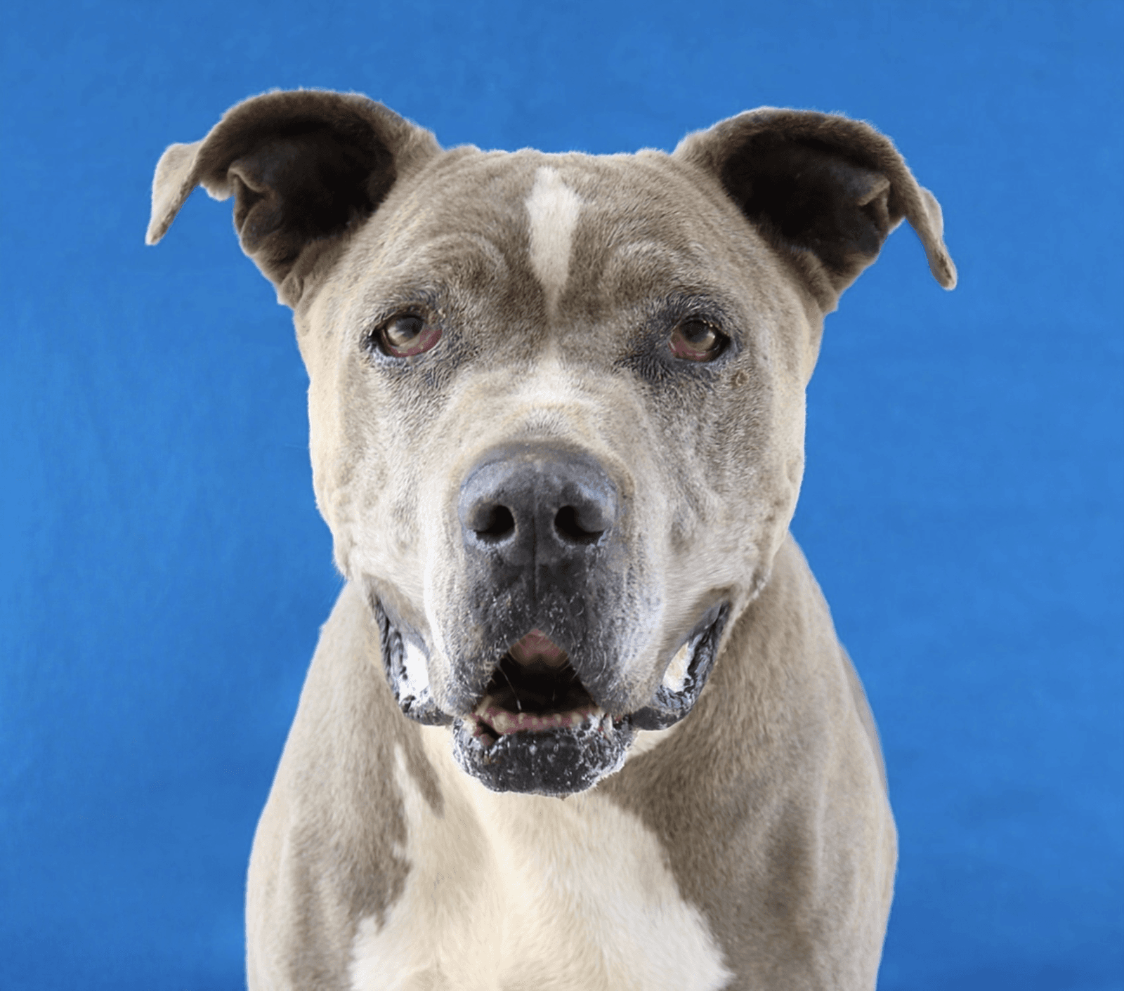 Blue - American Pit Bull Terrier