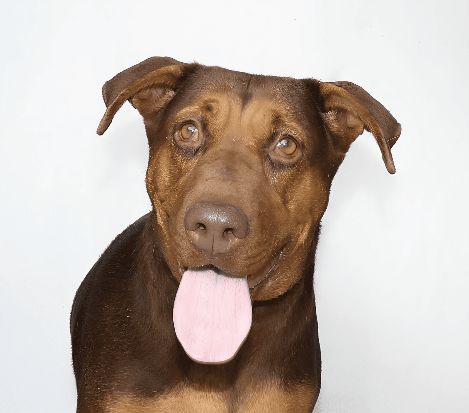 Barbarella - Doberman Pinscher