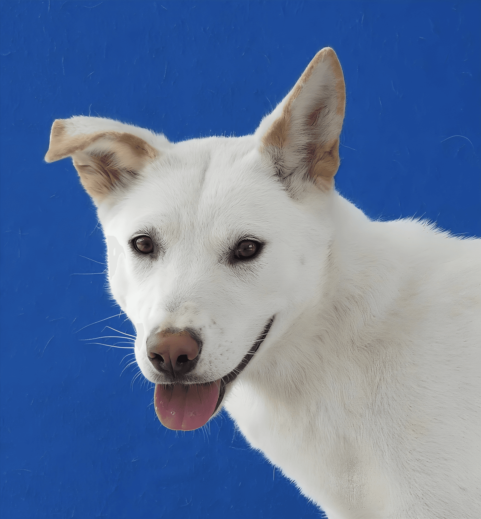 Carter - Siberian Husky