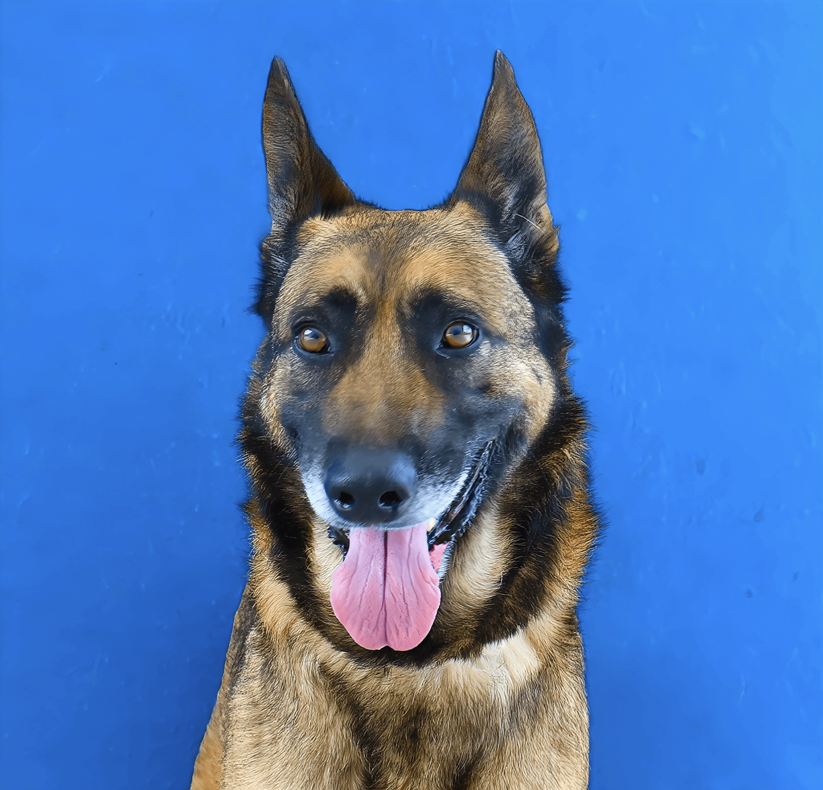 Yara - German Shepherd Dog