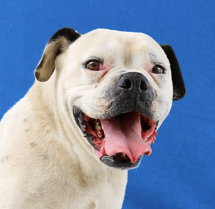 Max - Boxer