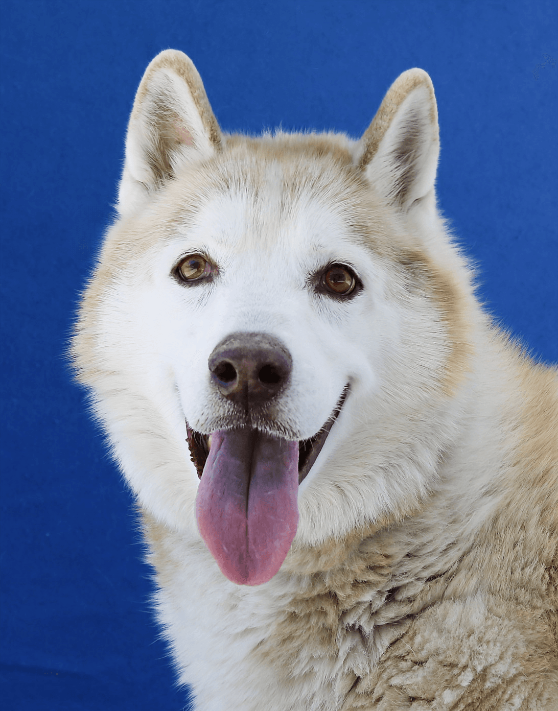 Rocky - Siberian Husky