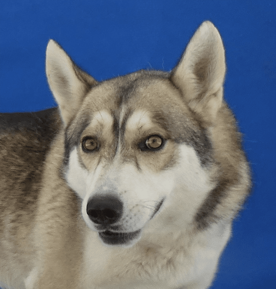 Zeek - Husky