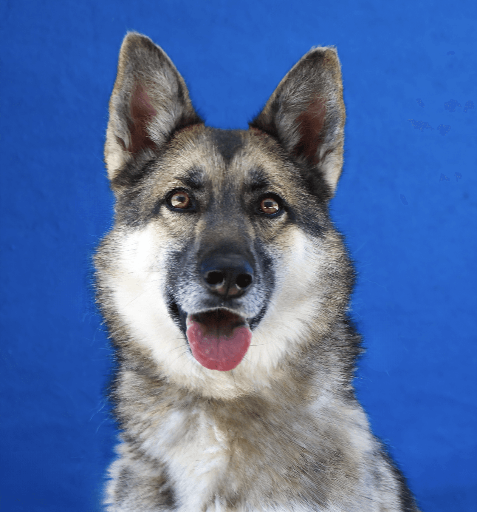 Dakota - German Shepherd Dog
