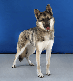 Dakota image 2