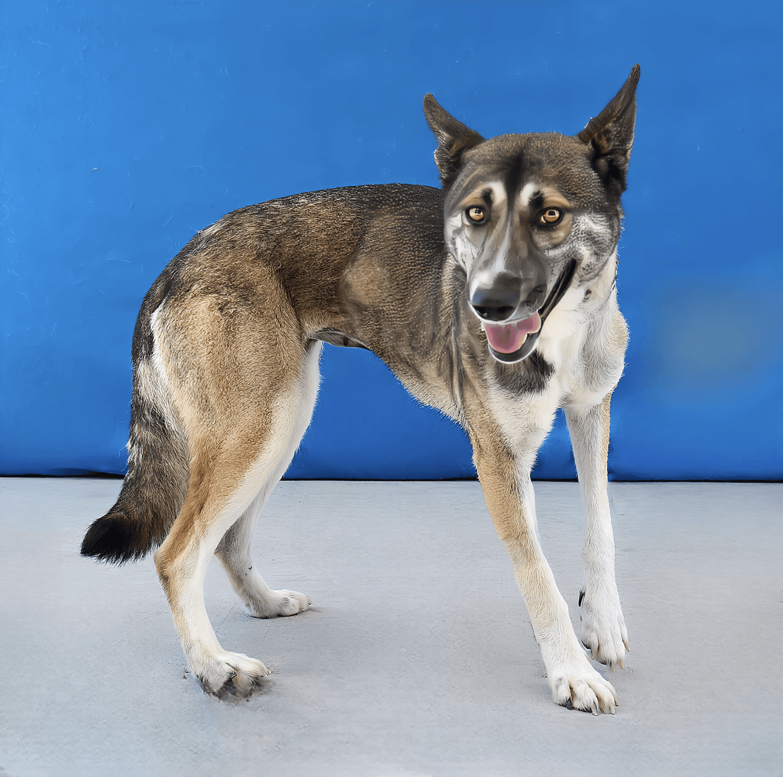 Roberta - German Shepherd Dog