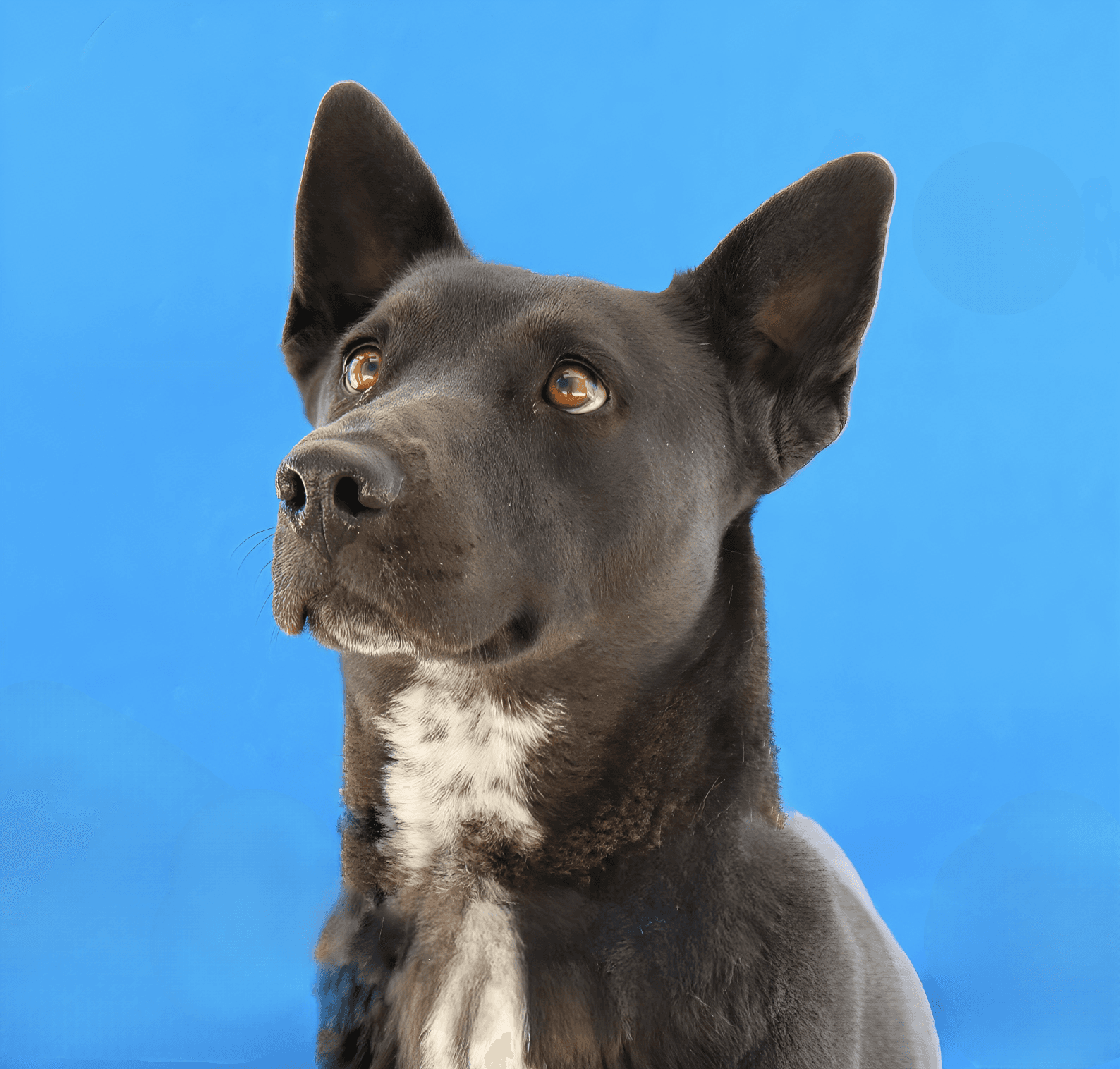 Orea - Australian Cattle Dog/Blue Heeler