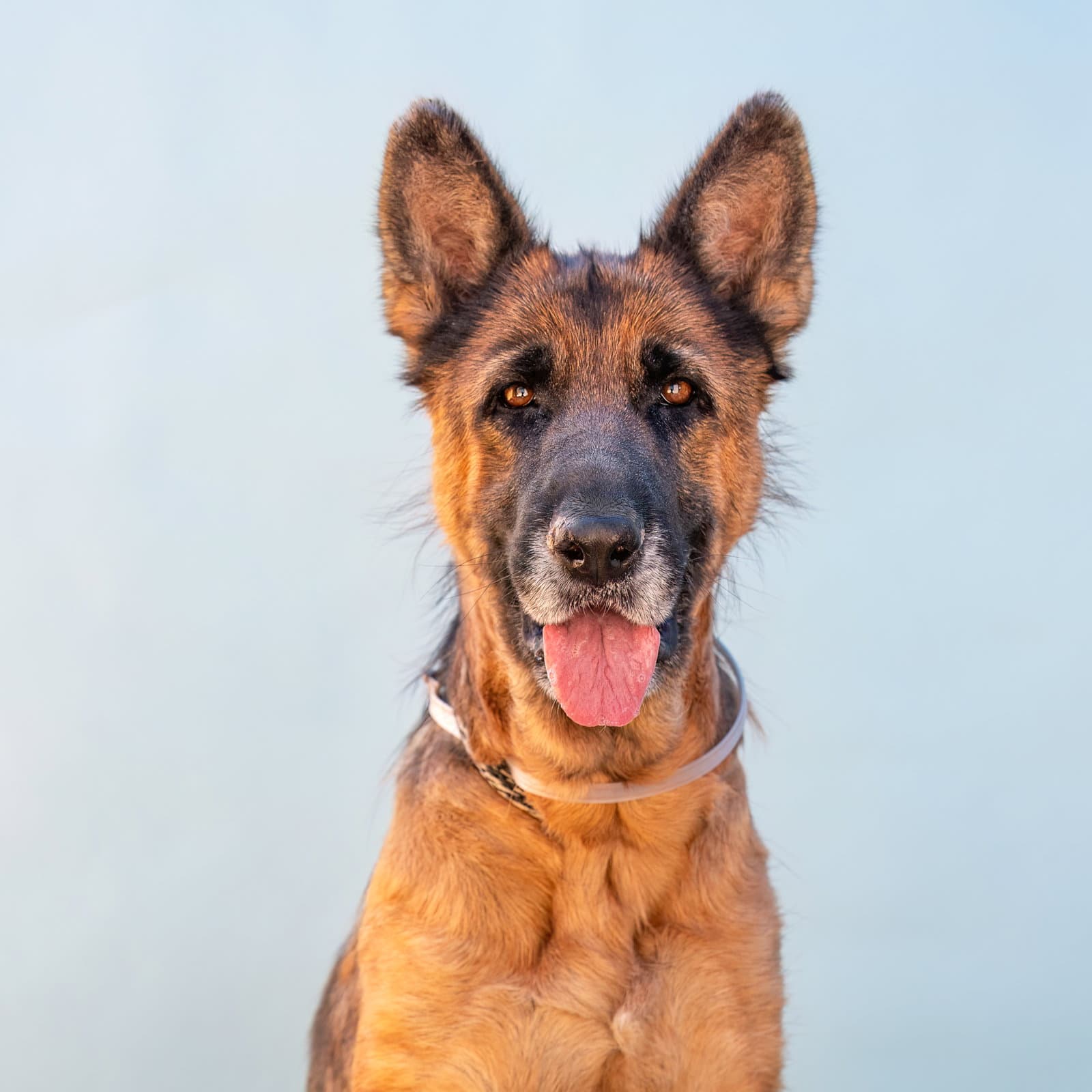 June Bug - German Shepherd Dog