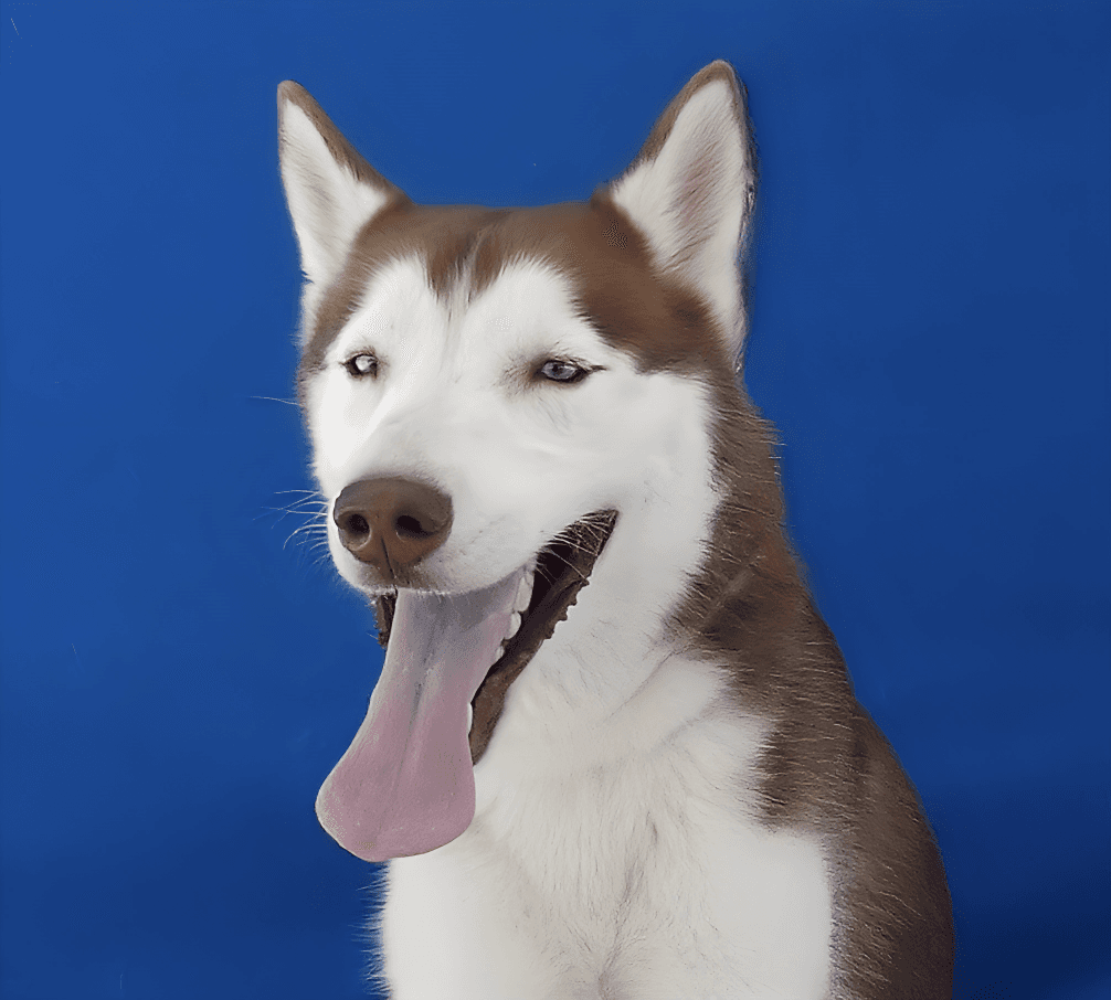 Creed - Siberian Husky