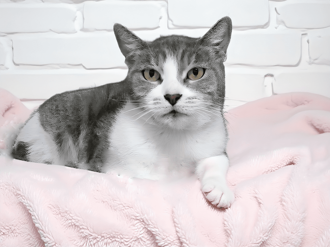 Lala - Domestic Short Hair