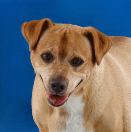 Archie image 1
