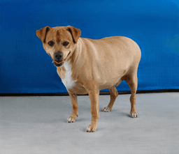 Archie image 2