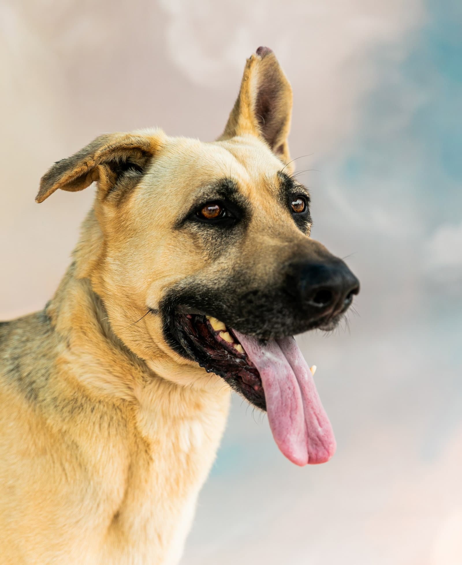 Quinn - German Shepherd Dog