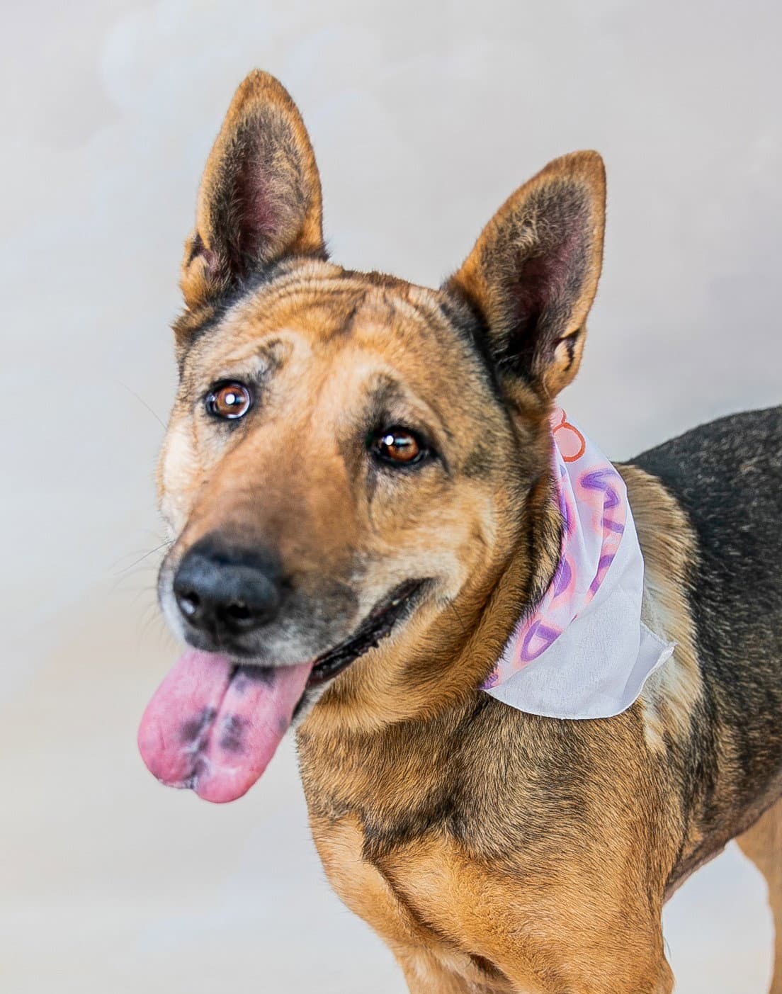 Margaret - German Shepherd Dog